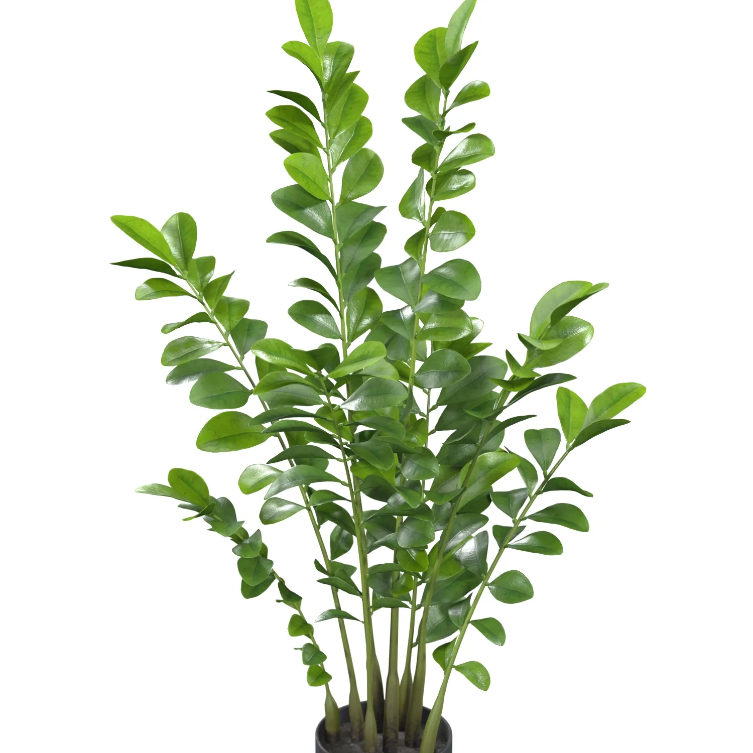Zanzibar Gem Plant PBR 3D Model_05